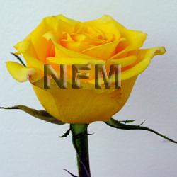 yellow assorted roses